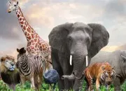 Quiz Arriveras-tu � retrouver le noms de tous ces animaux le plus vite possible ?