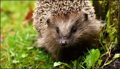On finit avec lui ! Comment s'appelle ce petit animal des jardins ?