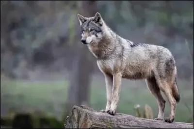 Quel est cet animal, souvent associ&eacute; &agrave; la lune ?