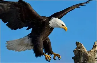 Qui est ce majestueux oiseau ?