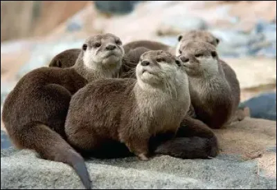 Quel est cet adorable petit mammif&egrave;re ?