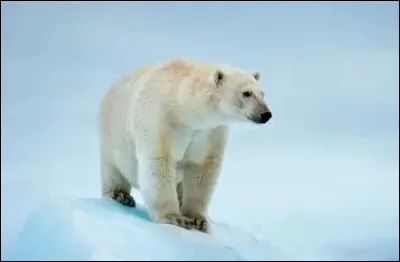 Qui est ce gros animal ?