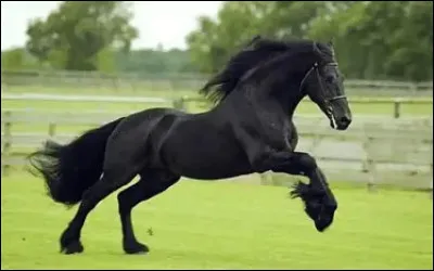 Comment s'appelle cet animal, repr&eacute;sentant la fougue et la libert&eacute; ?