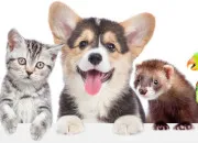 Test Quel animal te ressemble le plus ?