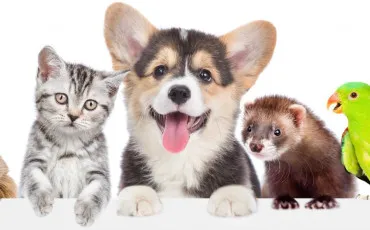 Quiz Test de personnalit�