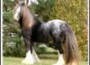 Test Quelle race de cheval américain es-tu ?