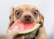 Test Quel est ton personnage ? Partie 5 : ton animal de compagnie