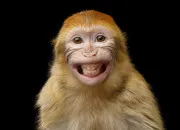 Quiz Ris, rions, riez