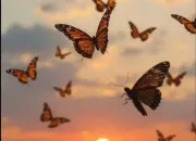 Test Es-tu plus lever ou coucher de soleil ?