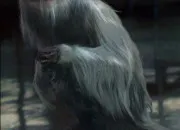 Quiz Quiz des animaux fantastique