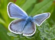 Quiz Les homophones se jouent de nous n�46