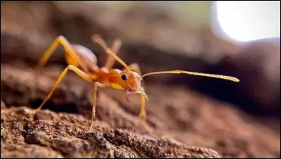 Comment s'appelle la phobie des fourmis ?