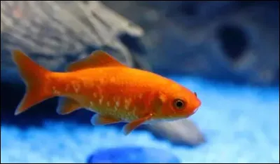 Comment s'appelle la phobie des poissons ?