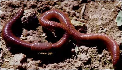 Comment s'appelle la phobie des vers de terre ?