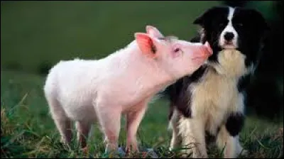 "Babe, le cochon devenu berger" est un film sorti en 1995.