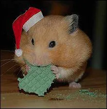 Le hamster est l'un des animaux de compagnie bien connu des ...