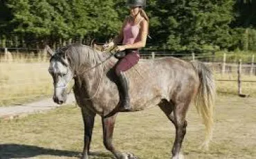 Quiz Equitation