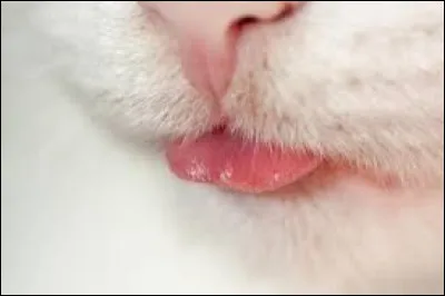 Qu'est-ce qu'une langue de chat ?