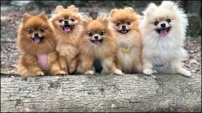 Si tu avais chien, comment l&rsquo;appellerais-tu ?