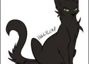 Quiz Quiz sur Feuille de Houx