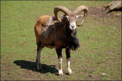 Le bouc est le m&acirc;le de...