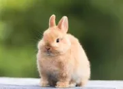 Quiz Lapin : vrai ou faux ?