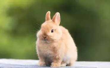 Quiz Culture g�n�rale