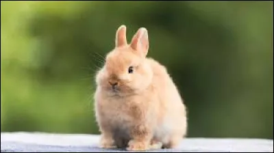 Le lapin se dit "rabbit" en anglais.