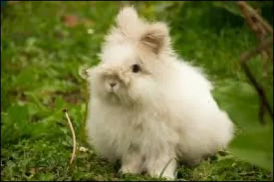 Cet animal est un lapin b&eacute;lier.