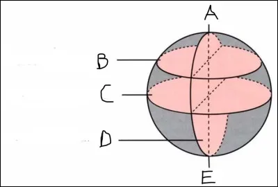 Les plans de coupe : compl&eacute;tez le sch&eacute;ma suivant.