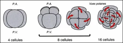 &Agrave; quelle segmentation correspond cette image ?