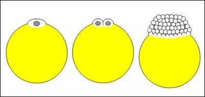 &Agrave; quelle segmentation correspond cette image ?