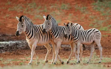 Quiz Animaux