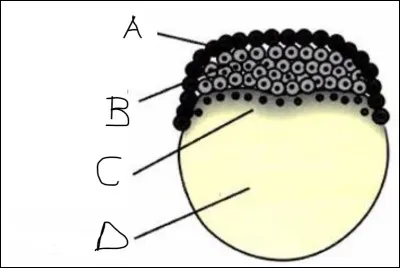 &Agrave; quel type de gastrulation correspond cette image ? Compl&eacute;tez la l&eacute;gende.