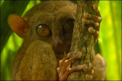 Et enfin le meilleur pour la fin, comme on dit ! Quel est cet animal ?