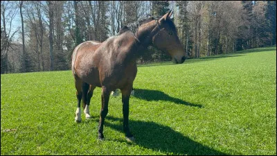 Quels sont les points cl&eacute;s au bien-&ecirc;tre des chevaux ?