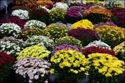 Quelles sont ces fleurs typiques d'un enterrement ?