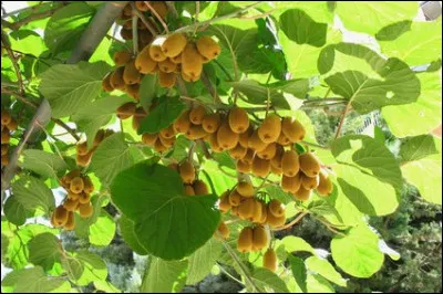 Comment se nomme l'arbre qui produit des kiwis ?