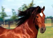 Quiz Quiz pour les passionn�s des chevaux !