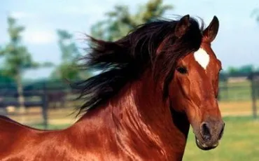 Quiz Equitation