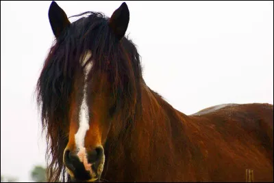 Comment s'appelle le bout du nez du cheval ?