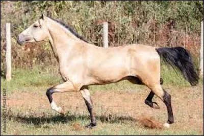 De quelle couleur sont les chevaux M&eacute;rens ?