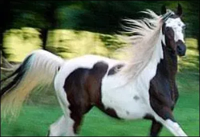 Les chevaux sont des animaux...
