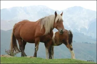 Quelles sont les parties du corps du cheval que nous pouvons brosser avec l'&eacute;trille ?