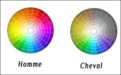 Voici les couleurs vues par l�homme et le cheval.Mais quel est l'angle de vue d'un cheval ?