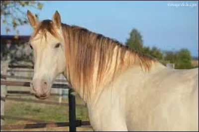 Comment appelle-t-on un cheval dont la robe ne pr&eacute;sente aucun poil blanc ?