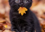 Quiz Les Myst�res du Clan du Tonnerre