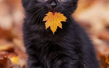 Quiz Litt�rature, po�sie