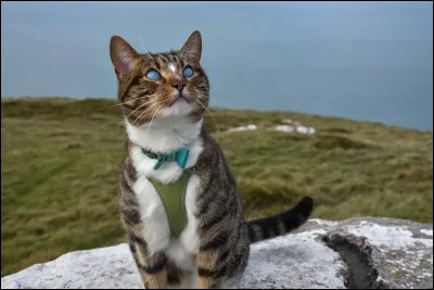 Qui aime &Eacute;toile de Feu ?