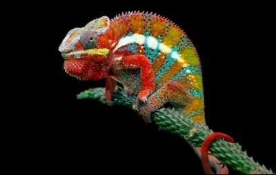 Le cam&eacute;l&eacute;on est un...